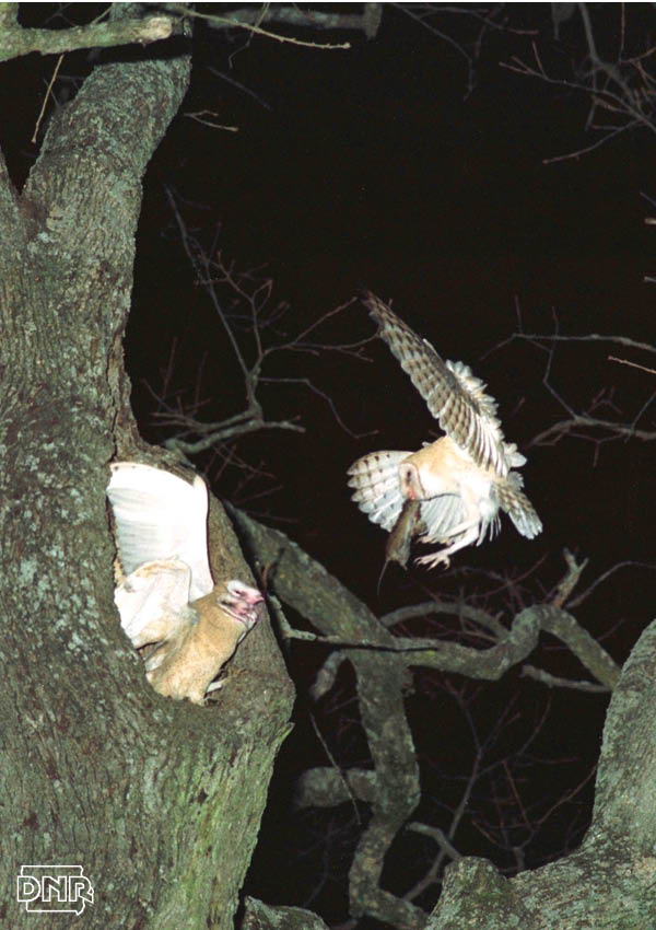 Barn owls, an endangered species in Iowa, have a nighttime snack in this special north Iowa woodlot | Iowa DNR